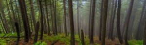 Naranag forest - Kashmir Great Lakes
