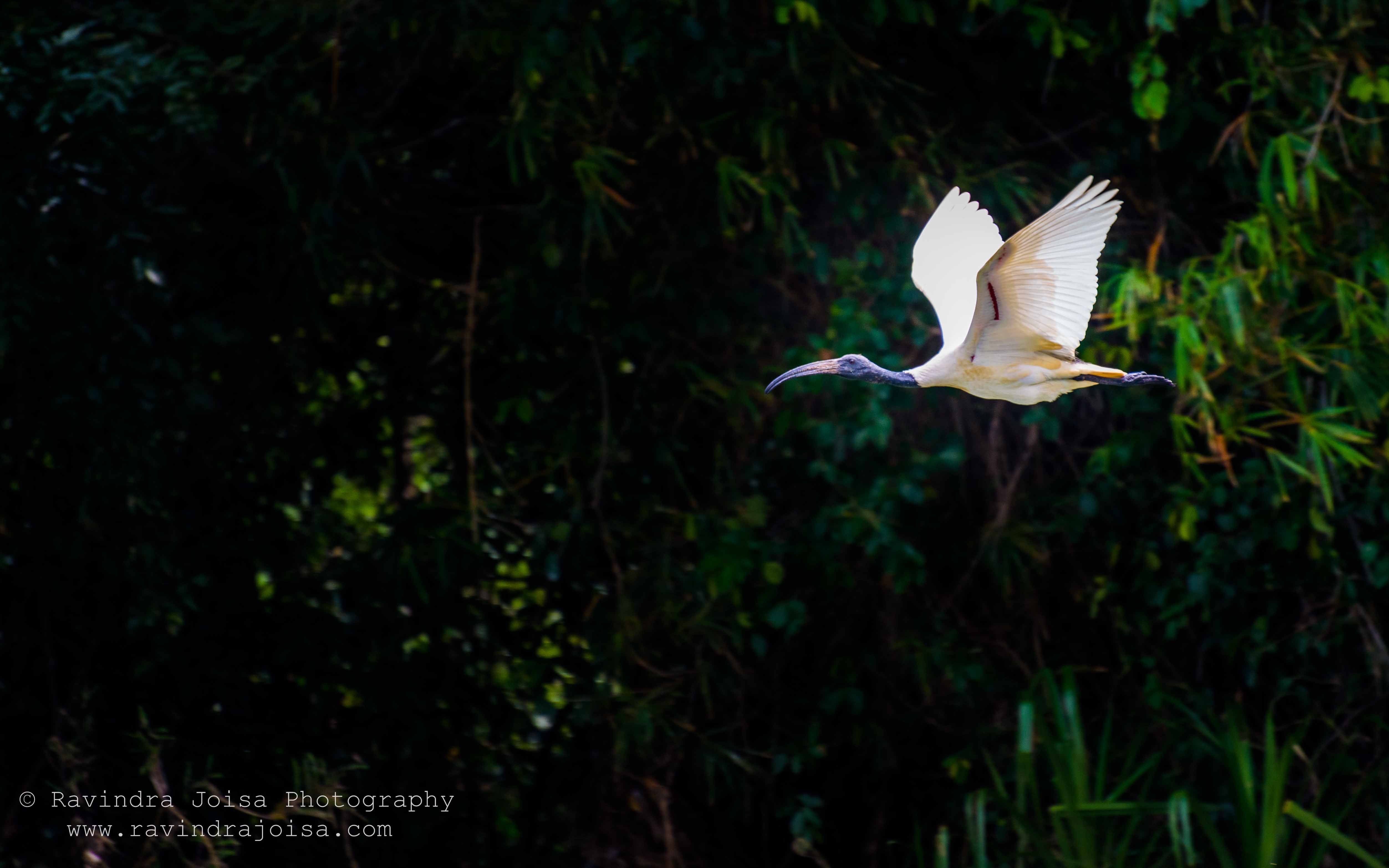 Black Headed Ibis - flying birds - photographing moving subjects