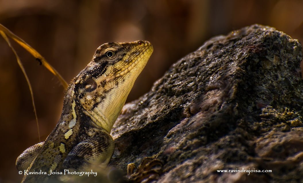 Photographing Reptiles