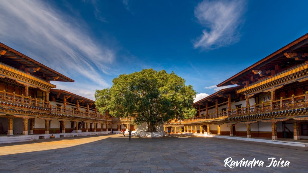 Bodhi Tree in the first courtyard of Punakha Dzong