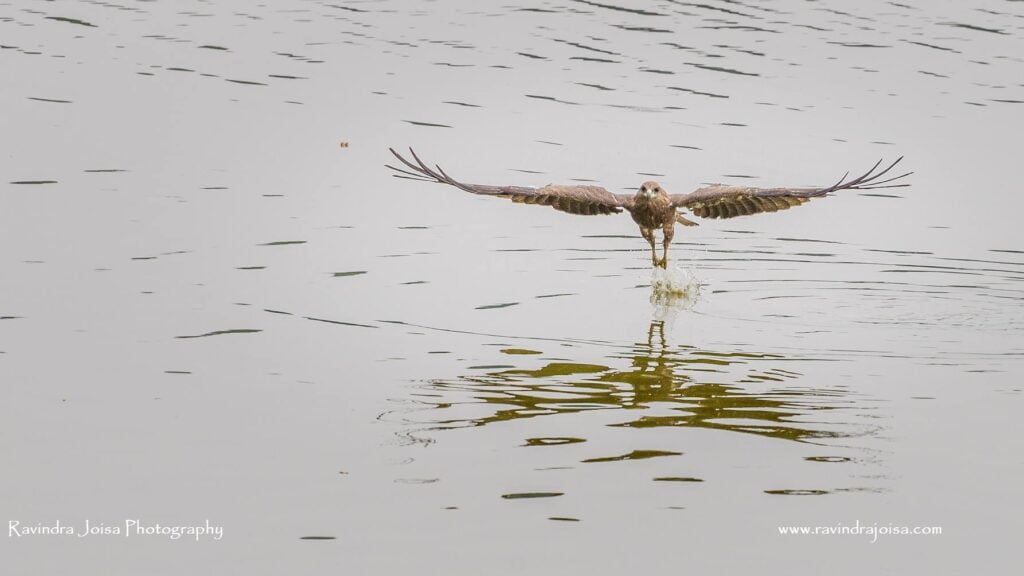 Eagle flying low at Malleshwaram -photographing moving subjects