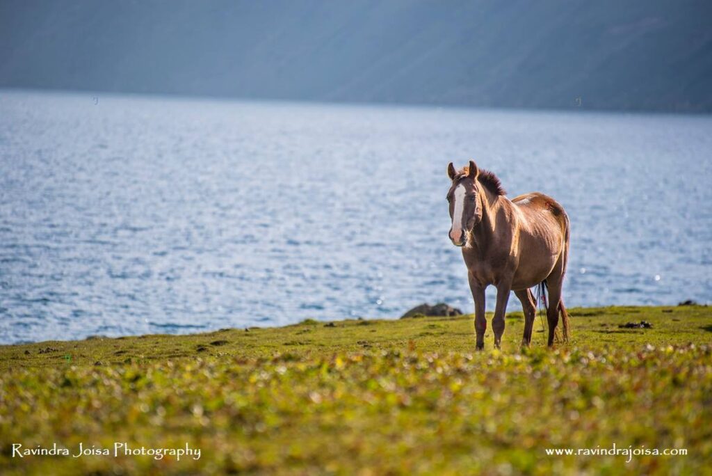 horse at tarsar lake